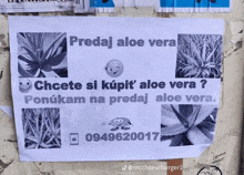 a poster that says predaj aloe vera on the top