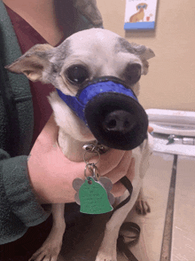 a person is holding a small dog with a tag that says " i love you "