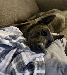 a dog laying on a couch with a plaid blanket