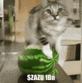 a cat sitting on top of a watermelon with the words $razu 1bn written below it