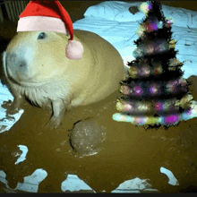 a guinea pig wearing a santa hat is laying in a pile of mud next to a christmas tree