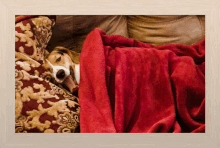 a dog is laying under a red blanket