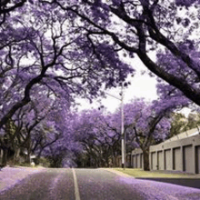 a road lined with purple trees with purple flowers on them