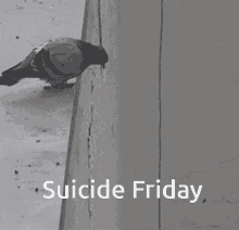 a black and white photo of a pigeon standing next to a wall with the words suicide friday below it