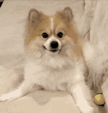 a dog laying on a couch next to a tennis ball that says kong on it