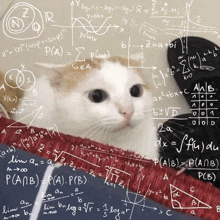 a cat is surrounded by mathematical equations including one that says p ( a ) = p ( b )