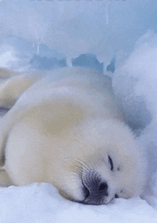 a seal is sleeping in the snow in front of a iceberg .