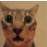 a blurry picture of a cat 's face with big eyes