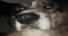 a close up of a dog 's nose with a dark background