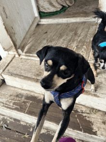 a black and white dog wearing a blue and red collar