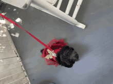 a small black dog is wearing a red dress and a red leash