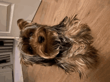 a yorkshire terrier is sitting on a wooden floor looking at the camera