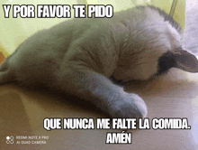 a cat laying on a table with a caption that says y por favor te pido que nunca me falte la comida