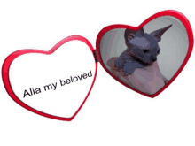 a picture of a hairless cat in a red heart shaped frame with alia my beloved written on it