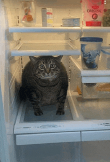 a cat standing in a refrigerator next to a carton of original