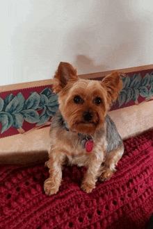 a small dog sitting on a red blanket with a tag that says ' i love you ' on it