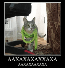 a cat wearing a green scarf is standing on a treadmill with the words aaxaxaaxxaxa written below it