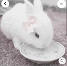 a white rabbit with a pink bow on its head is drinking from a white plate