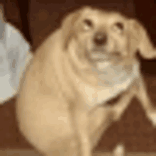 a close up of a dog sitting on a couch with its tail hanging out .