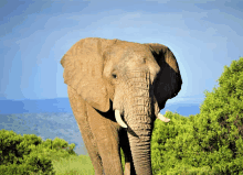 a large elephant standing in a field with trees and mountains in the background