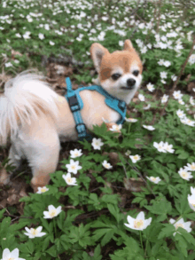 a small dog wearing a blue harness stands in a field of flowers