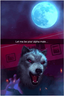 a picture of a wolf with the words let me be your alpha male on it