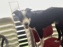 a black and white dog standing on a chair