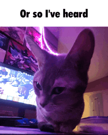 a cat sitting in front of a computer monitor with the words or so i 've heard below it