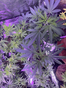 a marijuana plant with purple leaves is surrounded by green plants