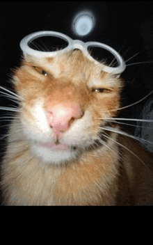 a close up of a cat wearing glasses