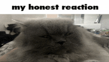 a picture of a cat with the words my honest reaction below it