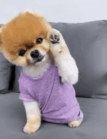 a pomeranian dog is wearing a purple shirt and sitting on a couch .