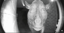 a statue of a pig is standing in front of a brick building .