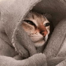 a cat is wrapped in a blanket and looking out