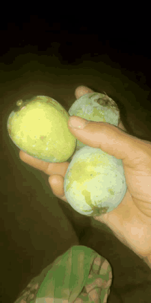 a person holding two green fruits in their hand