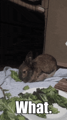 a rabbit is laying on a blanket next to a plate of lettuce with the words what written on it