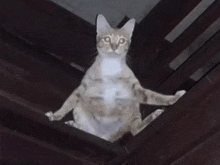 a cat is sitting on a wooden shelf and looking up