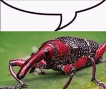 a close up of a bug with a speech bubble next to it .