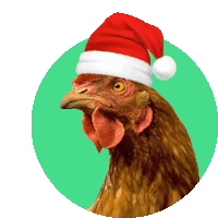 a chicken wearing a santa hat on a green circle