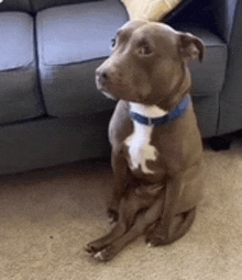 a brown and white dog with a blue collar is sitting on the floor in front of a couch .