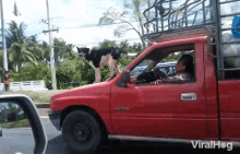 a man driving a red truck with a dog on top of it and the words viralhog on the bottom