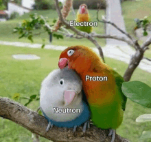 a couple of birds sitting on a tree branch with the words electron proton and neutron on them