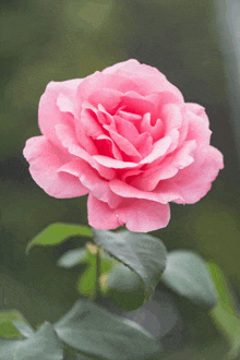 a close up of a pink rose with green leaves in the background