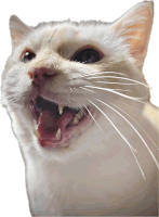 a close up of a cat 's face with its mouth wide open