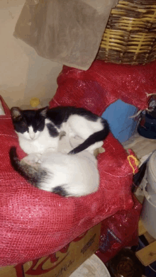 a black and white cat laying on top of a red bag that says ' a ' on it