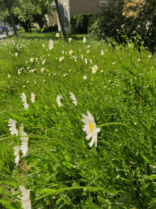 a field of white daisies with a yellow center in the grass