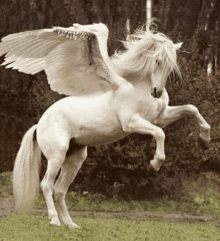 a white horse with wings is standing on its hind legs in the grass .