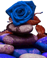 a blue rose sitting on top of a pile of rocks