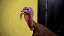 a turkey is standing in front of a yellow wall