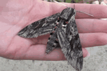 a person is holding a moth in their hand that looks like a leopard